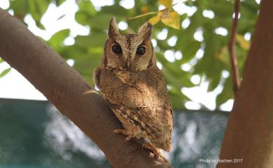 Otus lettia erythrocampe (Buturlin, 1910) 領角鴞(華南亞種)