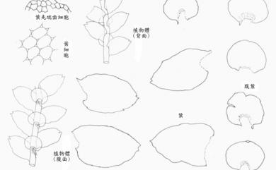 Metacalypogeia alternifolia 疏葉假護蒴蘚