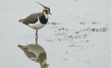 Vanellus vanellus (Linnaeus, 1758) 小辮鴴