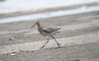 Limosa lapponica baueri 斑尾鷸