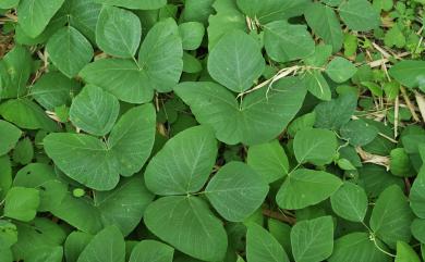 Mucuna pruriens var. utilis (Wall. ex Wight) Baker ex Burck 虎爪豆