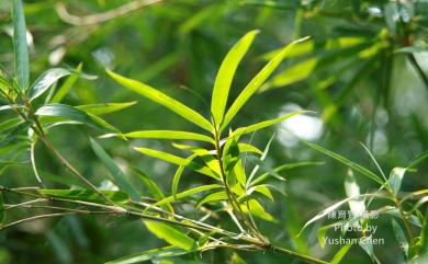 Phyllostachys makinoi 桂竹