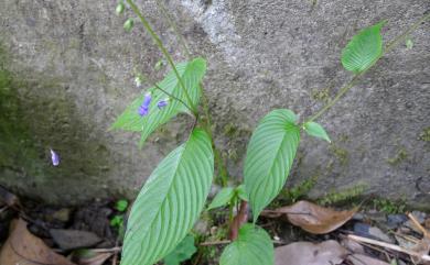 Rhynchoglossum obliquum var. hologlossum 全唇尖舌苣苔