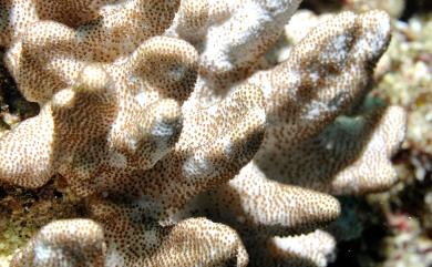 Cladiella hartogi Benayahu & Chou, 2010 賀氏小枝軟珊瑚