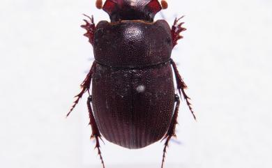 Paracopris cariniceps (Felsche, 1910) 條腳蜣螂