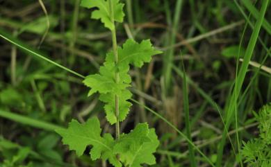 Pterocypsela formosana C.Shih 臺灣山苦藚