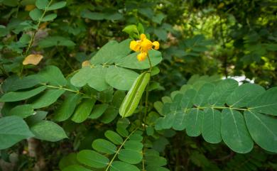 Senna alata (L.) Roxb. 翼柄決明