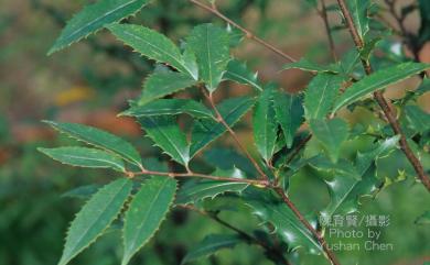 Prunus phaeosticta var. ilicifolia 冬青葉桃仁