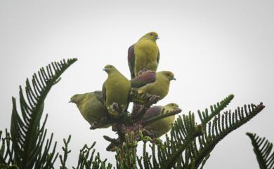 Treron formosae Swinhoe, 1863 紅頭綠鳩