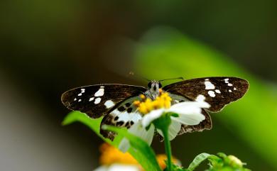 Tagiades tethys moori (Mabille, 1876) 玉帶弄蝶