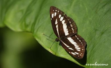 Neptis sappho formosana Fruhstorfer, 1908 小環蛺蝶