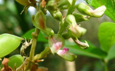 Flemingia macrophylla (Willd.) O. Ktze. ex Prain, 1897 大葉佛來明豆