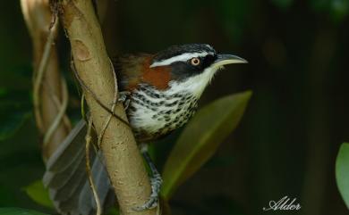 Pomatorhinus musicus Swinhoe, 1859 小彎嘴