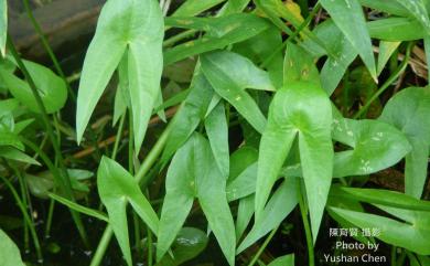 Sagittaria sagittifolia 慈姑