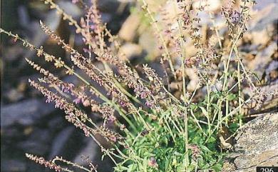 Salvia arisanensis 阿里山紫花鼠尾草