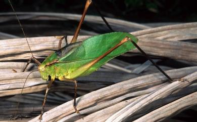 Mecopoda niponensis (De Haan, 1843) 寬翅紡織娘