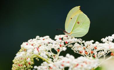 Gonepteryx amintha formosana (Fruhstorfer, 1908) 圓翅鉤粉蝶