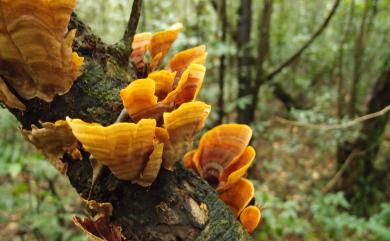 Stereum ostrea (Bl. & Nees.) Fr. 蠔韌革菌