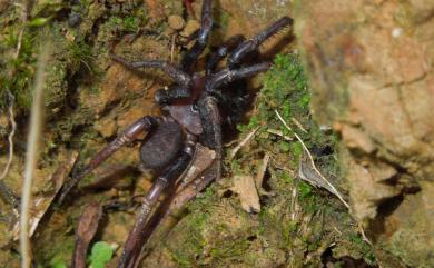 Latouchia formosensis Kayashima, 1943 臺灣垃土蛛