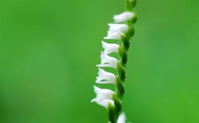 Spiranthes sinensis 綬草