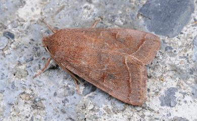 Orthosia castanea Sugi, 1986 栗色夢尼夜蛾