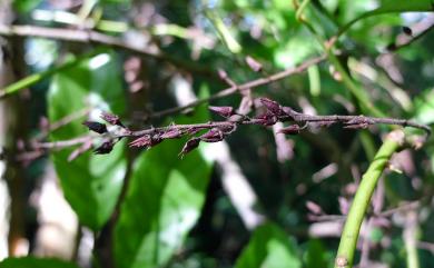 Itea parviflora Hemsl. 小花鼠刺