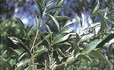 Eurya nitida var. nitida 光葉柃木