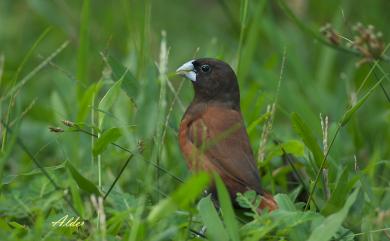 Lonchura atricapilla formosana 黑頭文鳥