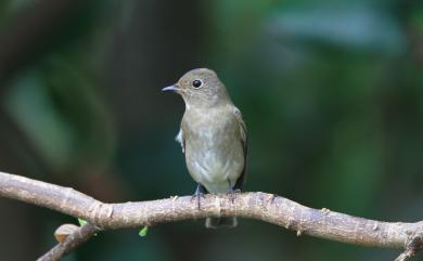 Cyanoptila cyanomelana cyanomelana (Temminck, 1829) 白腹琉璃