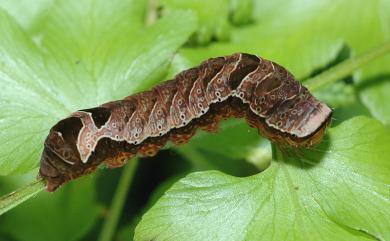 Callopistria duplicans Walker, 1857 弧角散紋夜蛾