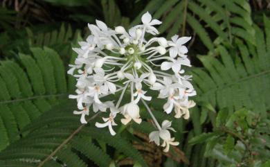 Calanthe triplicata (Willemet) Ames 白鶴蘭