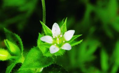 Arenaria serpyllifolia L. 無心菜