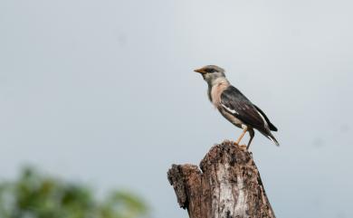 Acridotheres burmannicus (Jerdon, 1862) 葡萄胸椋鳥