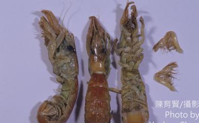 Austinogebia edulis (Ngoc-Ho & Chan, 1992) 美食奧螻姑蝦
