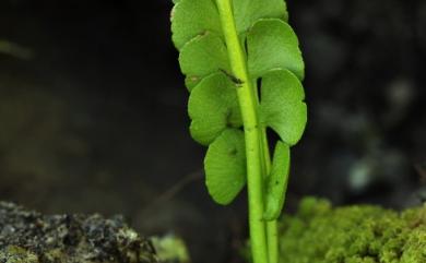 Botrychium lunaria 扇羽陰地蕨