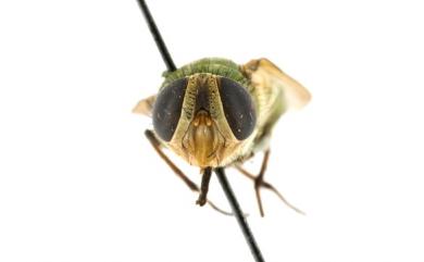 Isomyia viridaurea (Wiedemann, 1819) 綠同蠅