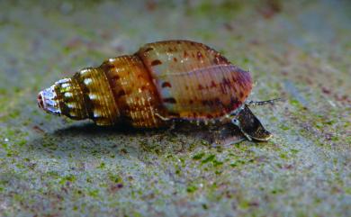 Thiara scabra scabra (Muller, 1774) 塔蜷