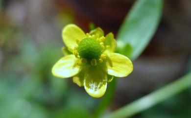 Ranunculus sceleratus 石龍芮