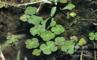 Marsilea minuta L. 田字草