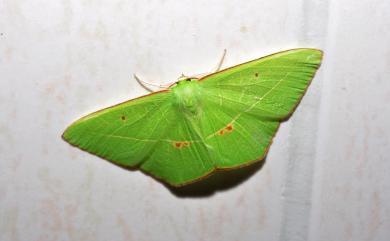 Tanaoctenia haliaria (Walker, 1861) 綠翅茶斑尺蛾