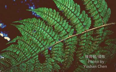 Dryopteris peranema Li Bing Zhang 柄囊蕨