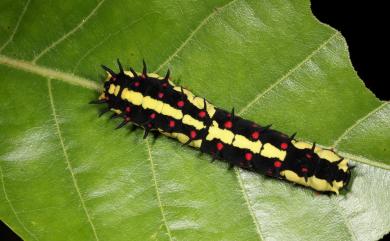 Papilio clytia Linnaeus, 1758 大斑鳳蝶