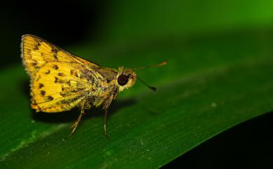 Potanthus confucius angustatus (Matsumura, 1910) 黃斑弄蝶