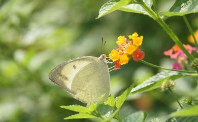 Catopsilia pyranthe pyranthe (Linnaeus, 1758) 細波遷粉蝶