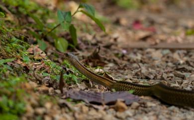 Ptyas dhumnades (Cantor, 1842) 過山刀