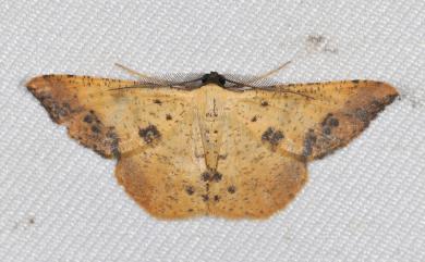 Lophobates ochrolaria (Bastelberger, 1909) 大褐緣黃尺蛾