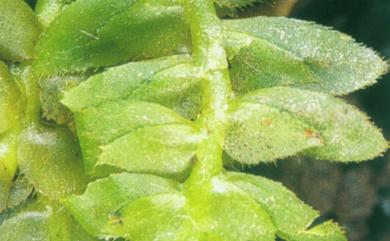 Schistochila acuminata Steph. 尖葉歧舌蘚