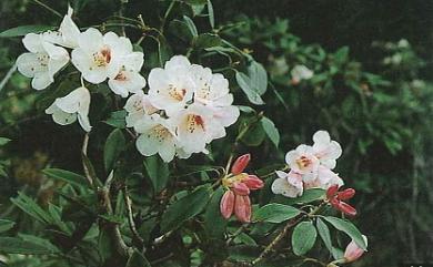 Rhododendron pseudochrysanthum 玉山杜鵑