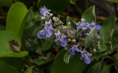 Vitex rotundifolia 海埔姜