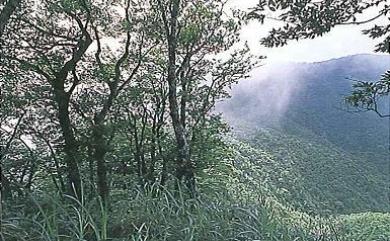 Fagus hayatae 臺灣水青岡